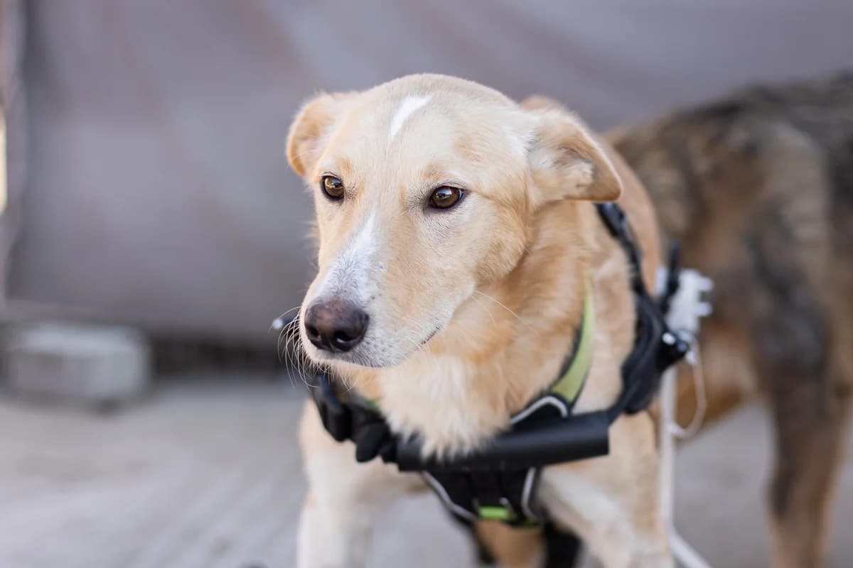 Peco, male 3yo Mixed Breed for adoption at Ein Herz für Streuner e.V., München