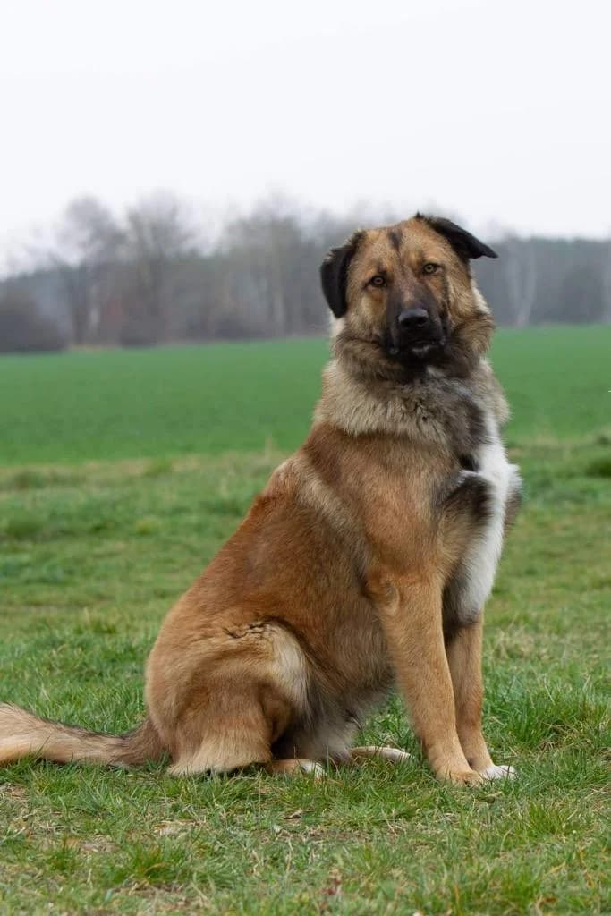 NEVI, ehem. Pedo, male 5yo Mixed Breed for adoption at Ein Herz für Streuner e.V., München
