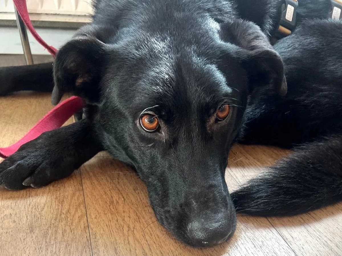 Pedro, male young Mixed Breed for adoption at Ein Herz für Streuner e.V., München