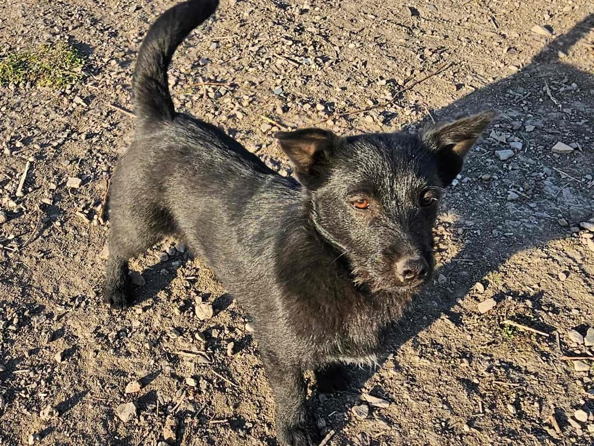 Pedro, puppy Mixed Breed for adoption at Ein Herz für Streuner e.V., München