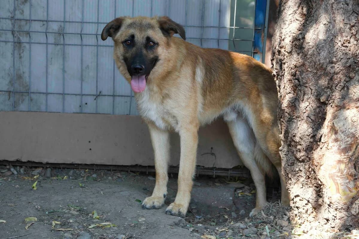 Pedro, weiß male 3yo Mixed Breed for adoption at Ein Herz für Streuner e.V., München