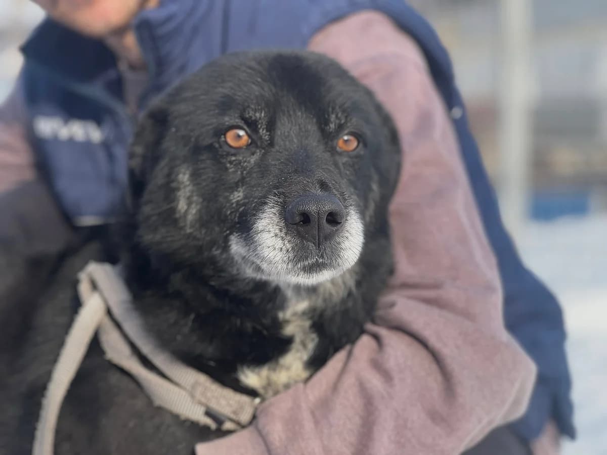 Peer, schwarz male 6yo Mixed Breed for adoption at Ein Herz für Streuner e.V., München