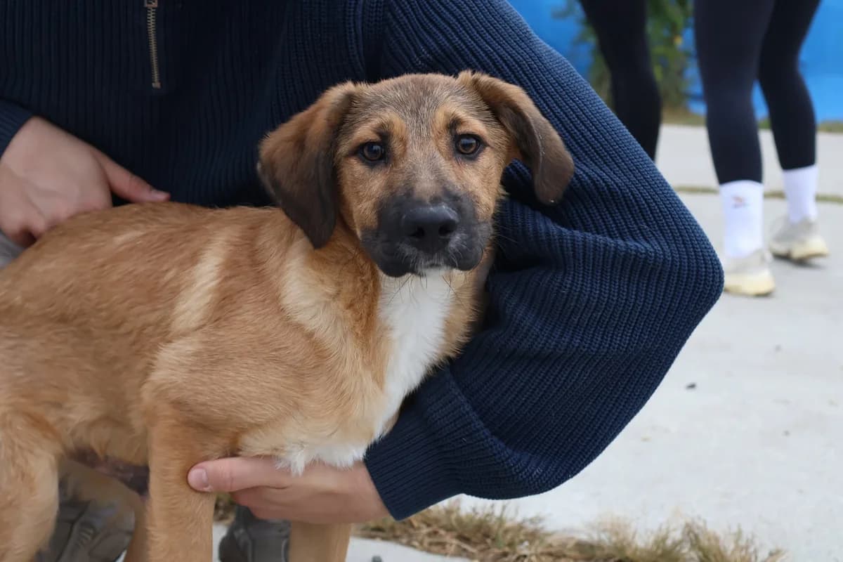 Peet, weiß male puppy Mixed Breed for adoption at Ein Herz für Streuner e.V., München
