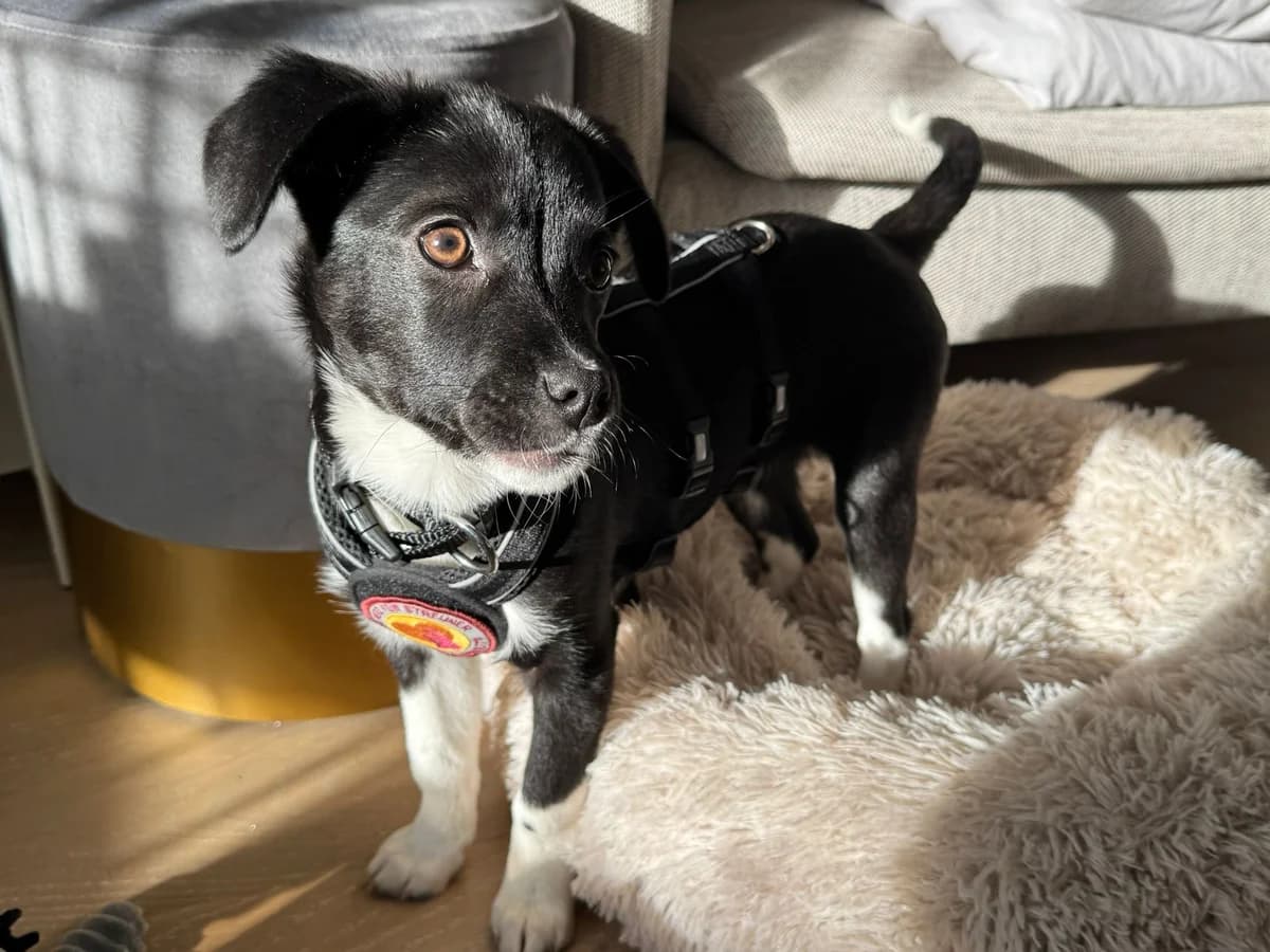Peggy, weiß female puppy Mixed Breed for adoption at Ein Herz für Streuner e.V., München