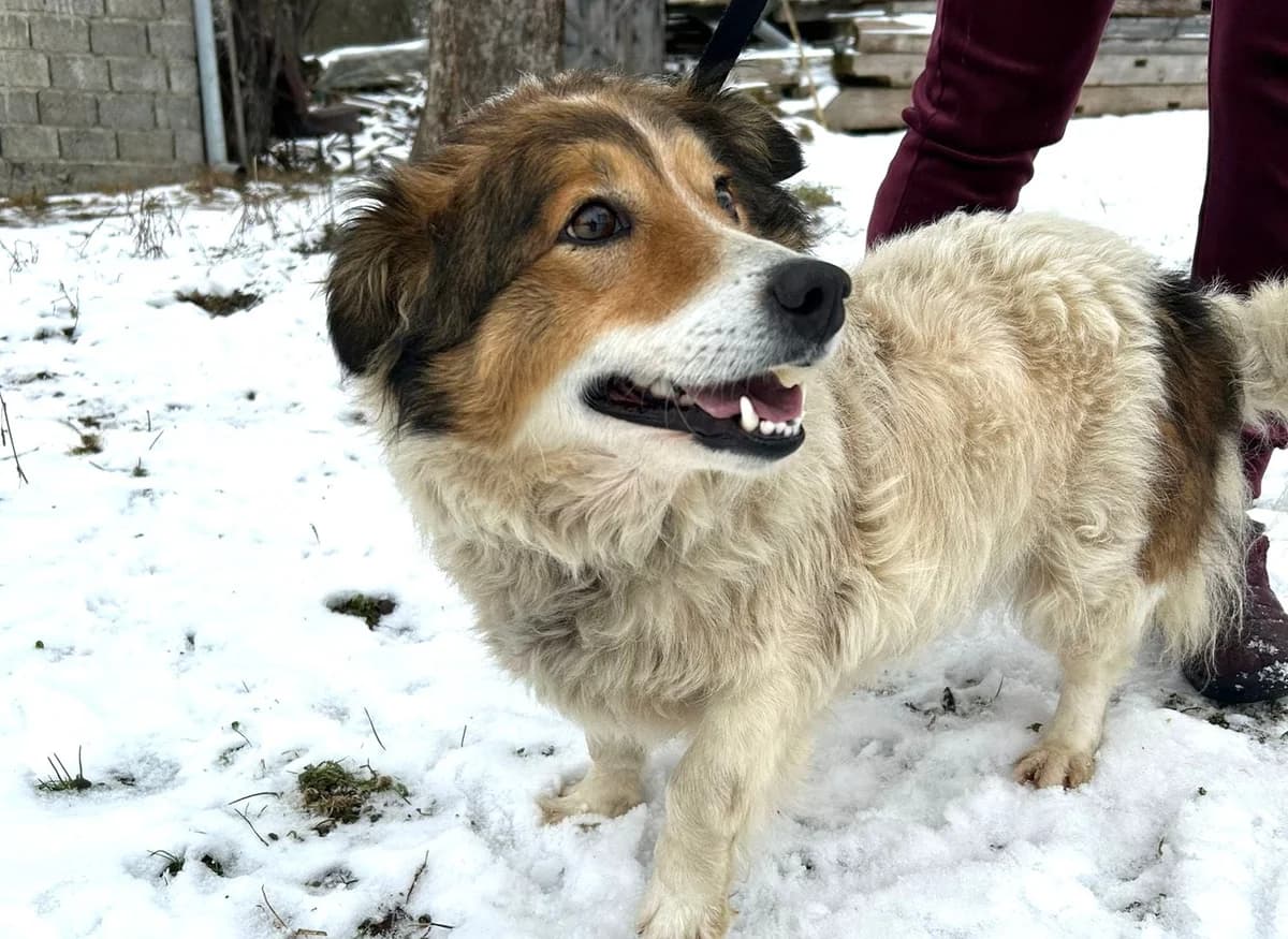 Peggy, female 4yo Mixed Breed for adoption at Ein Herz für Streuner e.V., München