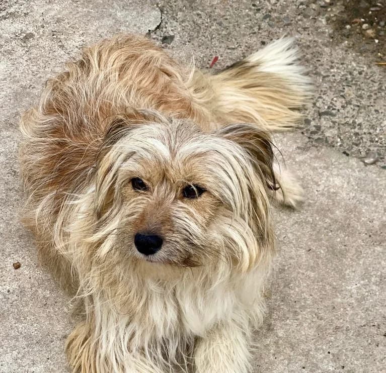 Peggy, female puppy Mixed Breed for adoption at Ein Herz für Streuner e.V., München