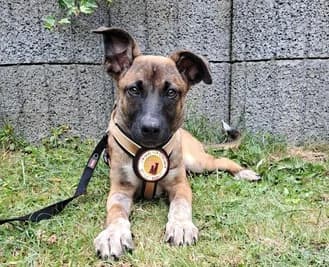 Peggy, female puppy Mixed Breed for adoption at Ein Herz für Streuner e.V., München