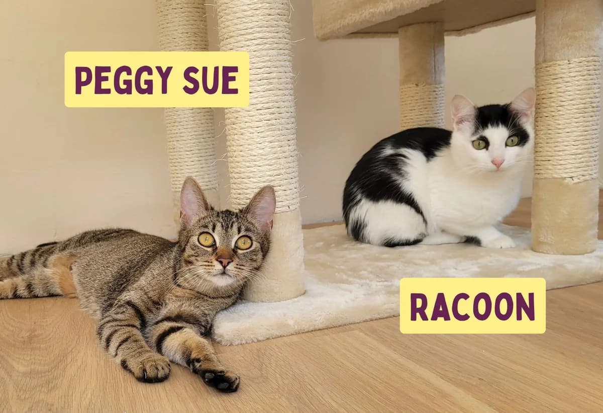 Peggy Sue & Racoon, female puppy Mixed Breed for adoption at Ein Herz für Streuner e.V., München