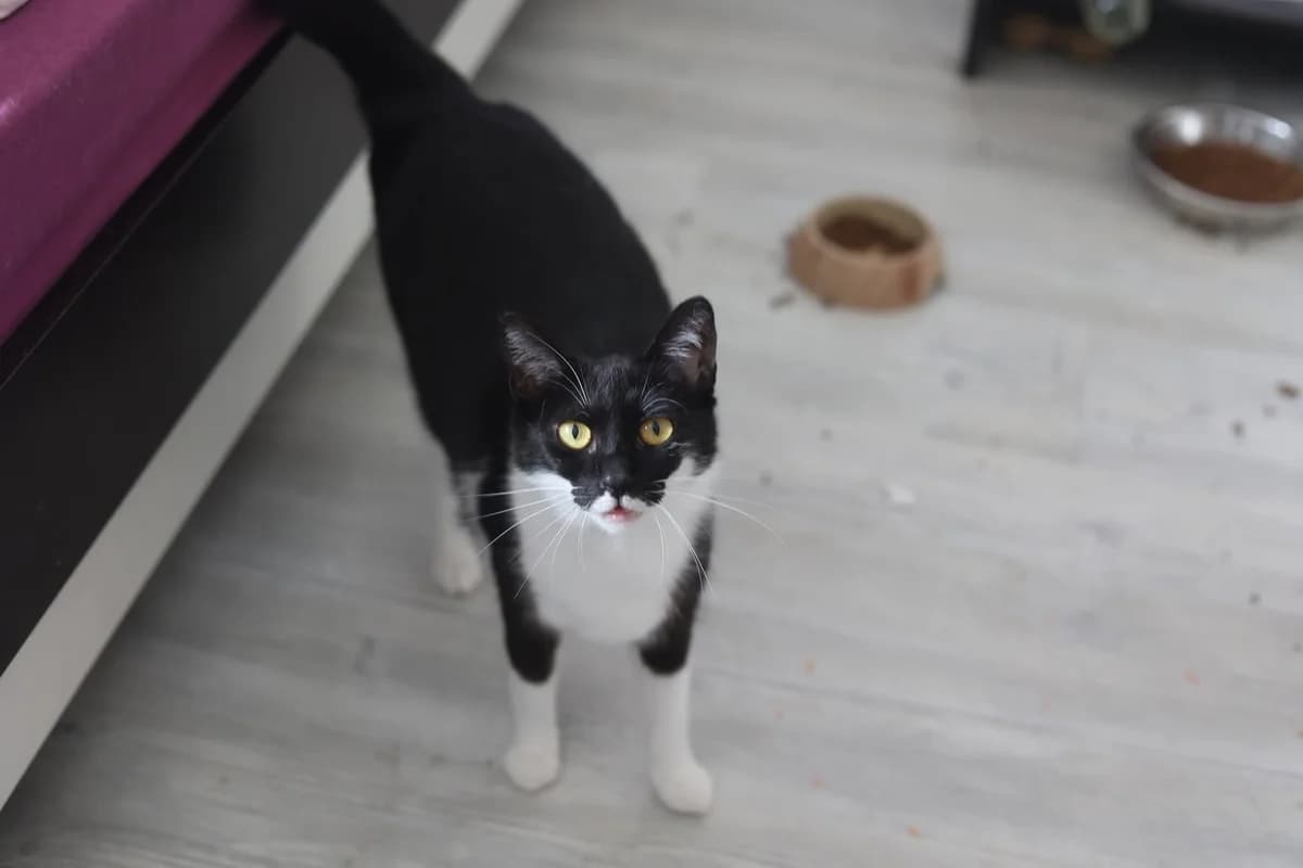 Pele, schwarz female 5yo Mixed Breed for adoption at Ein Herz für Streuner e.V., München