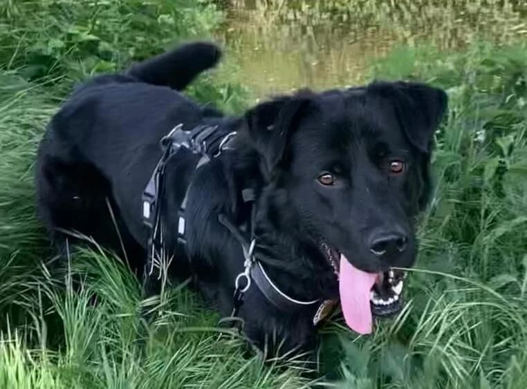 Pele, male 5yo Mixed Breed for adoption at Ein Herz für Streuner e.V., München