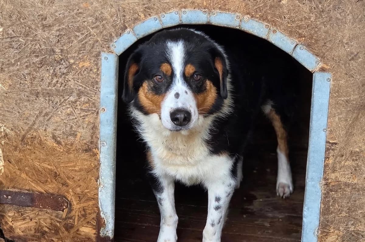 Pelle, male 5yo Mixed Breed for adoption at Ein Herz für Streuner e.V., München