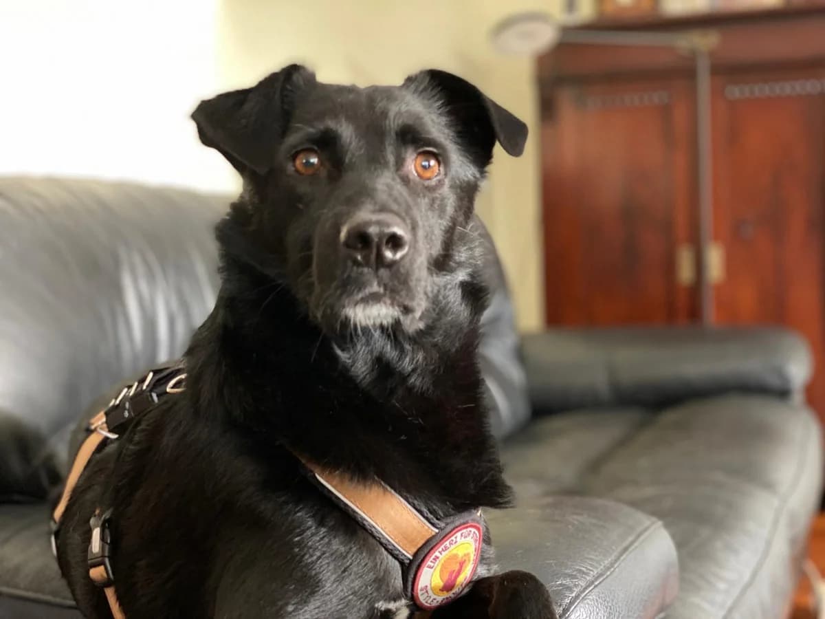 Pelle, male 7yo Mixed Breed for adoption at Ein Herz für Streuner e.V., München