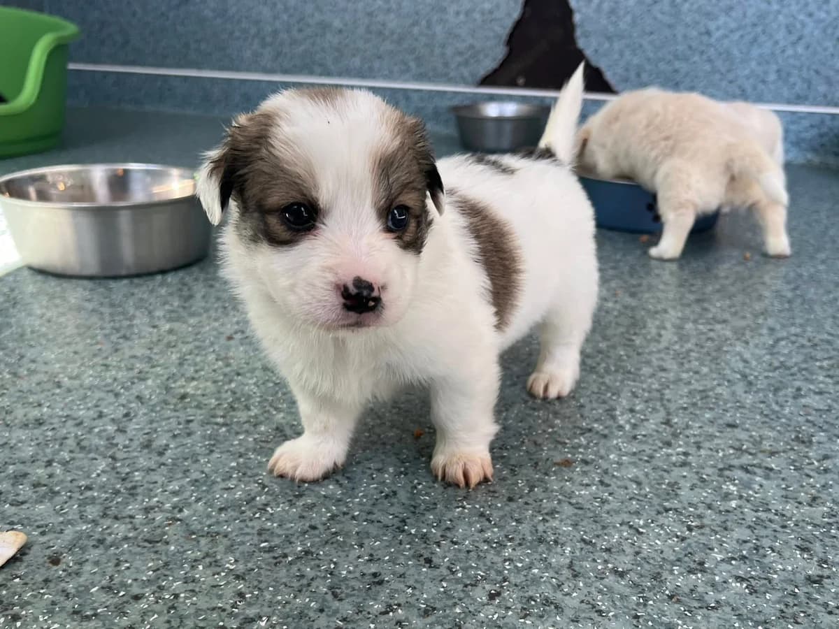 Pempek, male puppy Mixed Breed for adoption at Ein Herz für Streuner e.V., München
