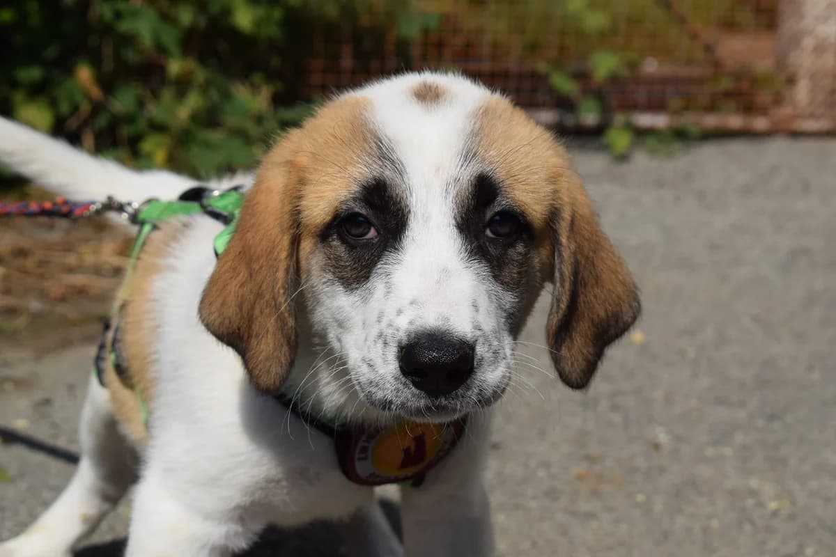 Penelope, weiß female puppy Mixed Breed for adoption at Ein Herz für Streuner e.V., München