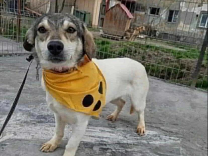 Penelope, Mixed Breed for adoption at Ein Herz für Streuner e.V., München