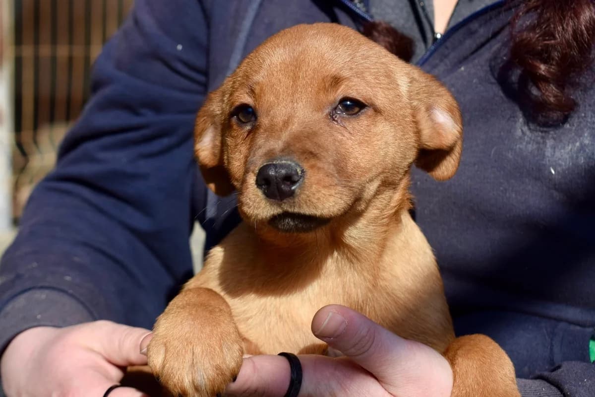 Penelope, female puppy Mixed Breed for adoption at Ein Herz für Streuner e.V., München