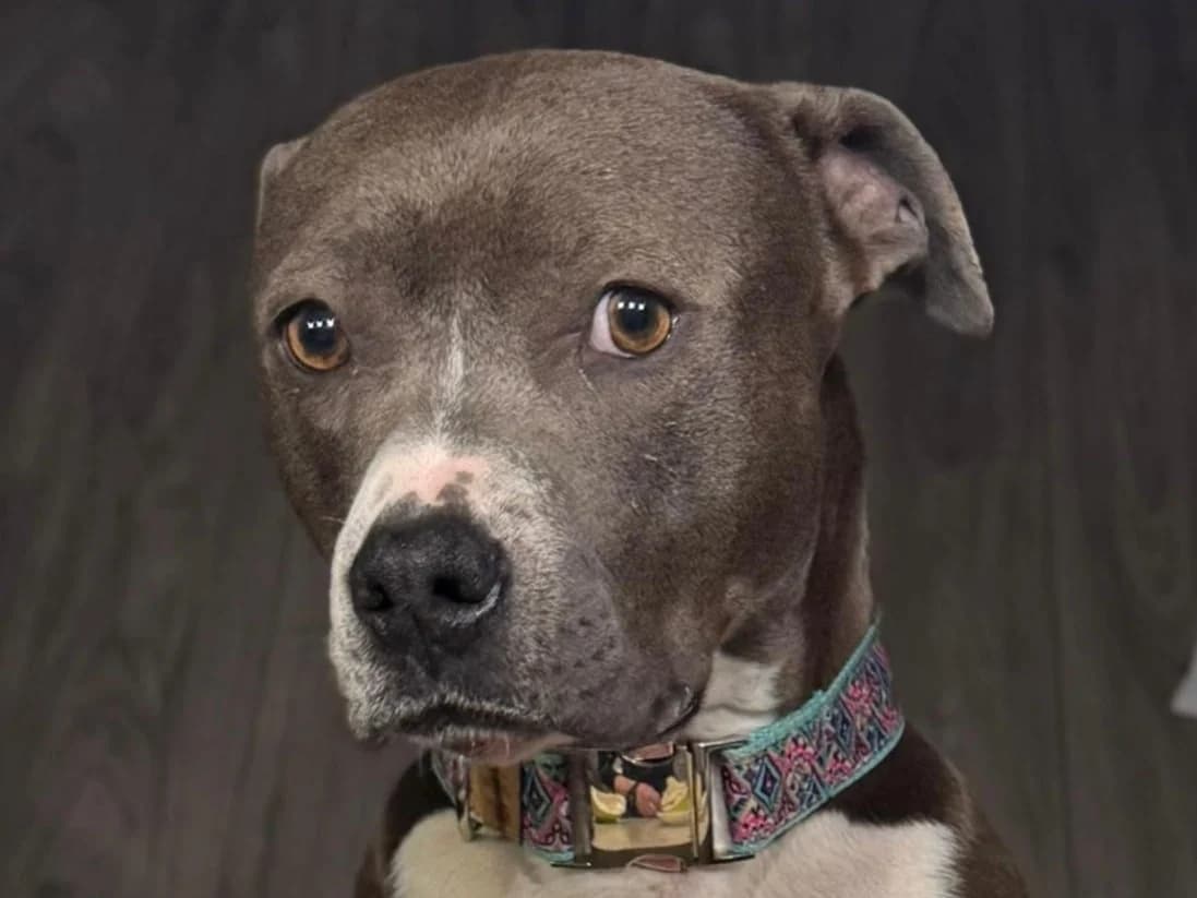 Penny, weiß female 5yo Mixed Breed for adoption at Ein Herz für Streuner e.V., München