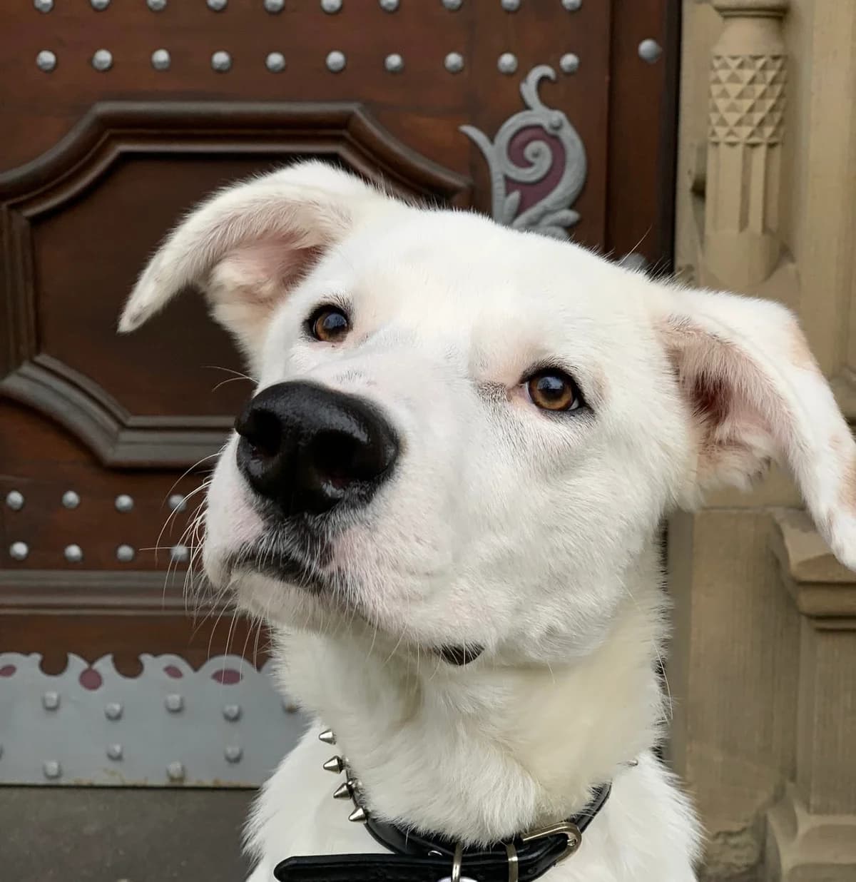 Pepe, male young Mixed Breed for adoption at Ein Herz für Streuner e.V., München