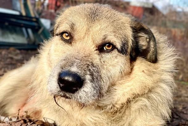 Pepe, male 5yo Mixed Breed for adoption at Ein Herz für Streuner e.V., München