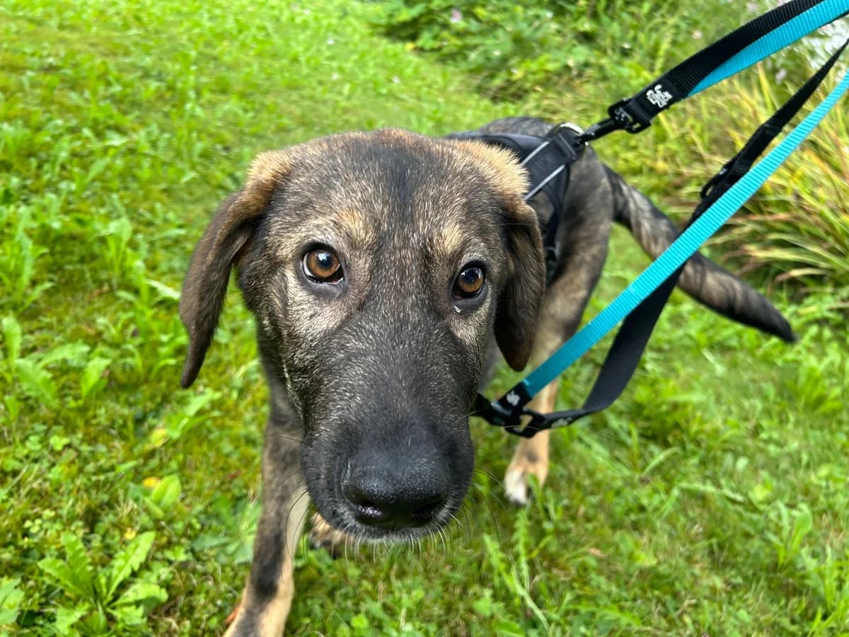 Pepe, male puppy Mixed Breed for adoption at Ein Herz für Streuner e.V., München