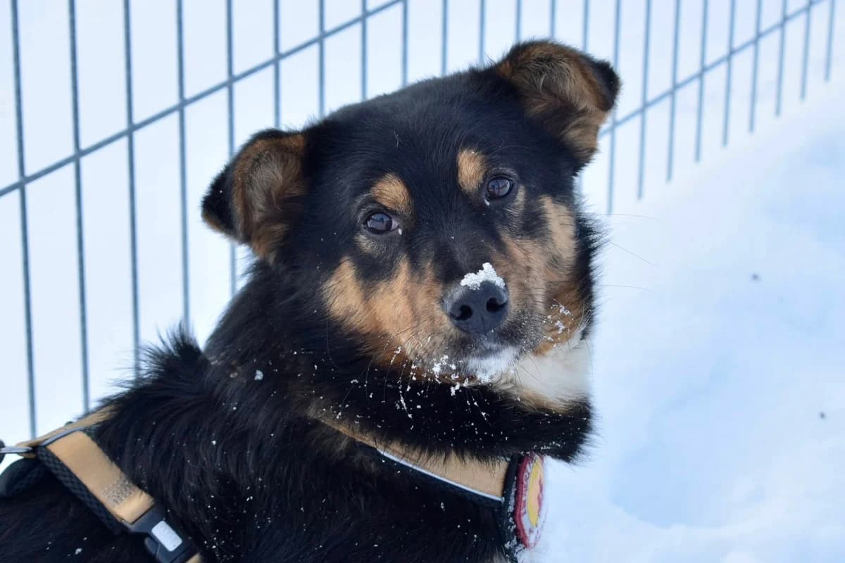 Pepe, weiß male 5yo Mixed Breed for adoption at Ein Herz für Streuner e.V., München