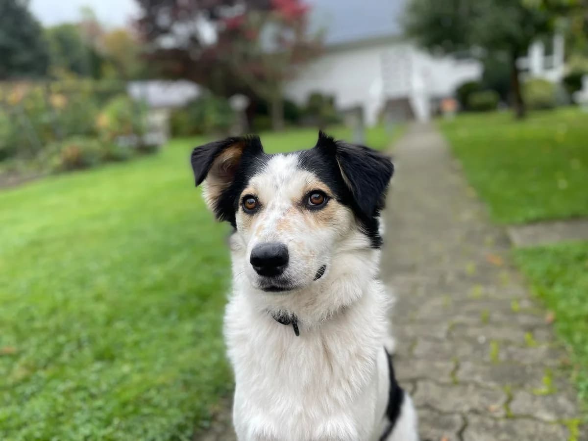 Peperoni, weiß male young Mixed Breed for adoption at Ein Herz für Streuner e.V., München