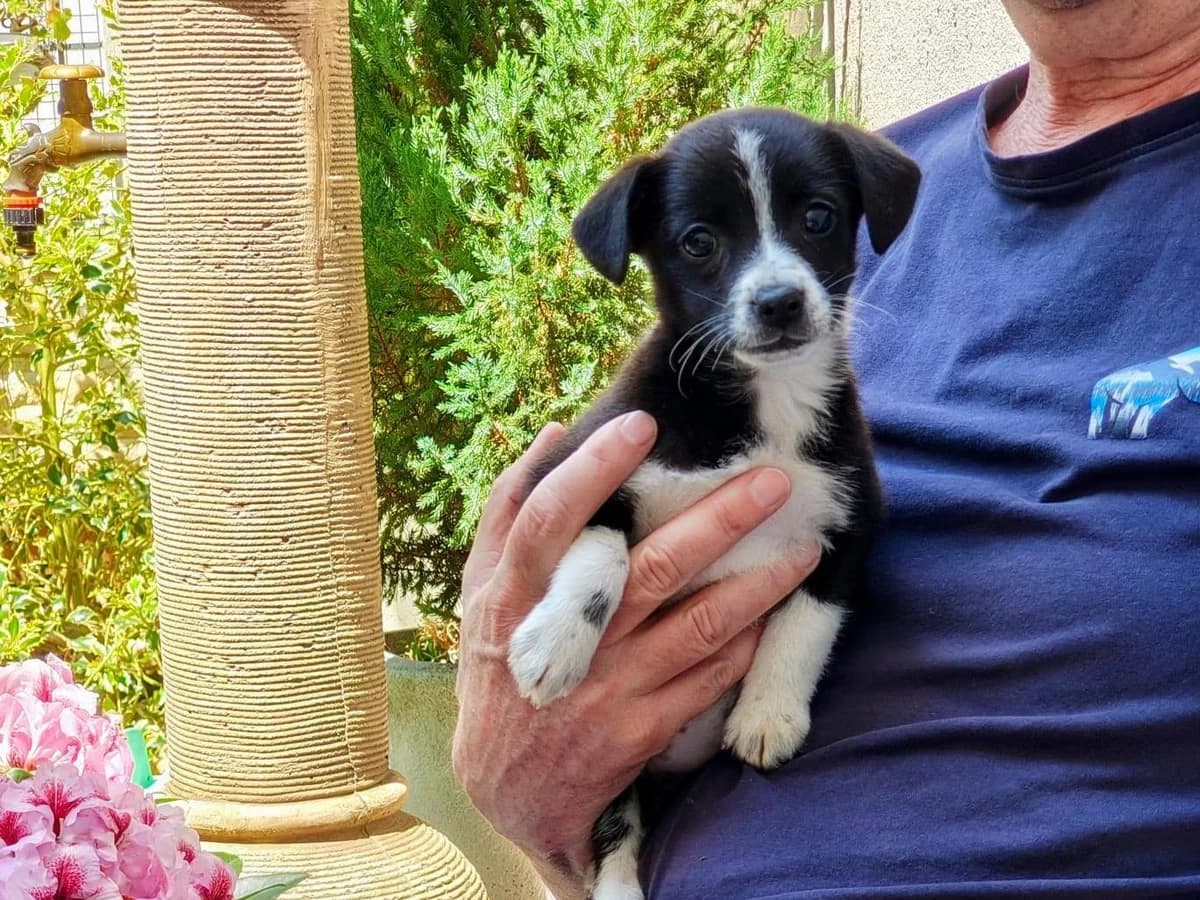 Pepita, female puppy Mixed Breed for adoption at Ein Herz für Streuner e.V., München