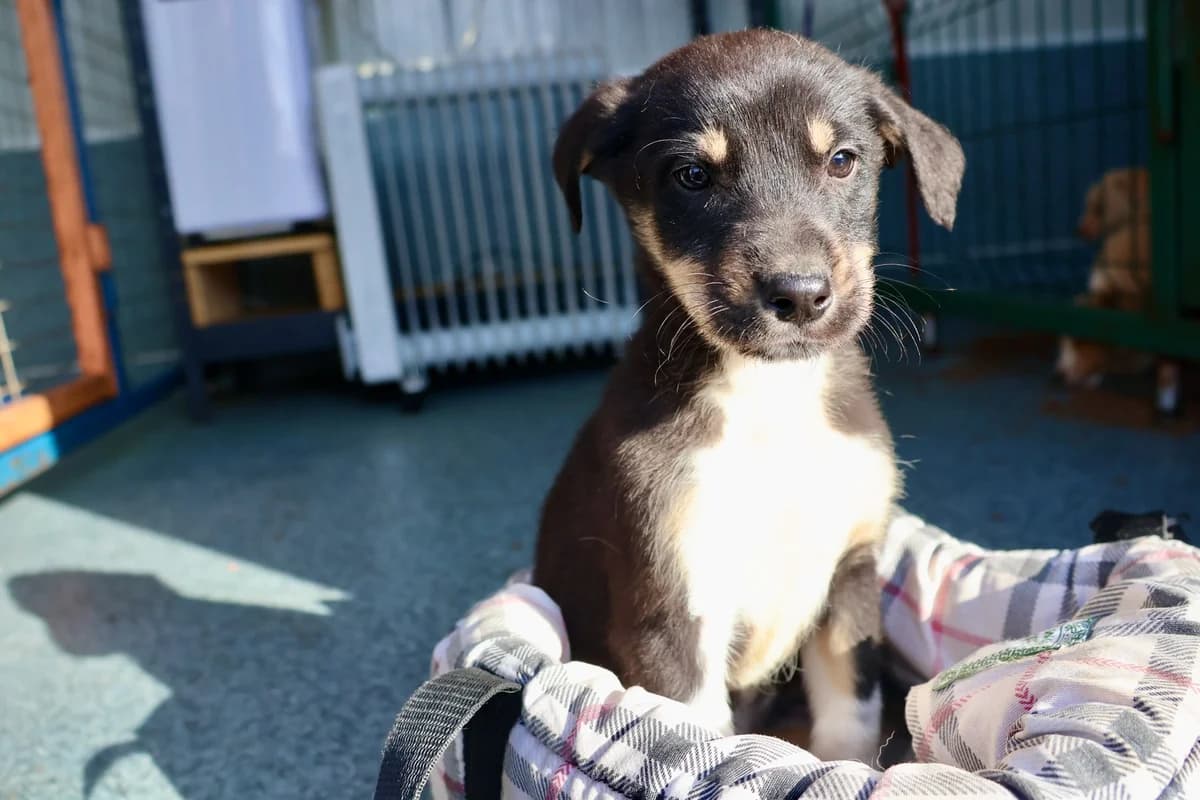 Pepito, female puppy Mixed Breed for adoption at Ein Herz für Streuner e.V., München