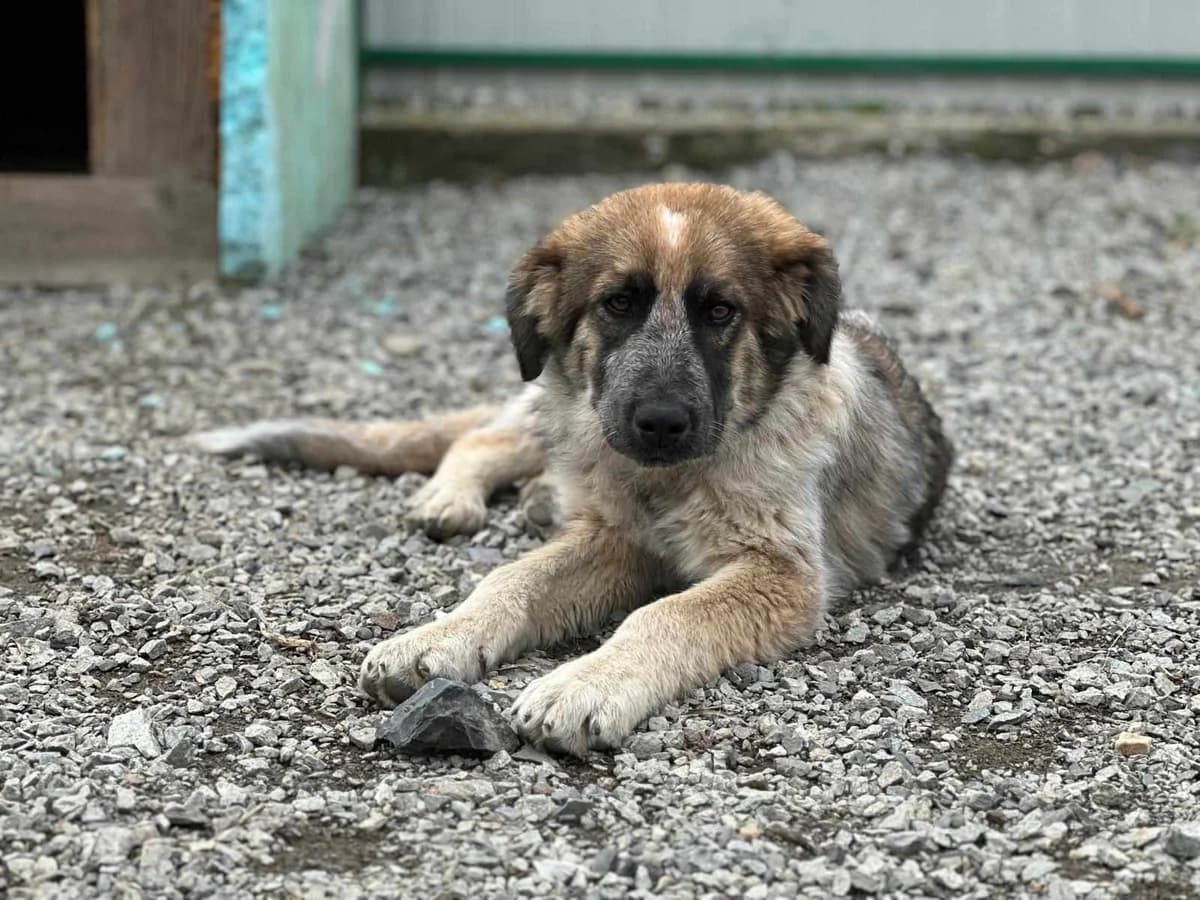 Peponi, male puppy Mixed Breed for adoption at Ein Herz für Streuner e.V., München