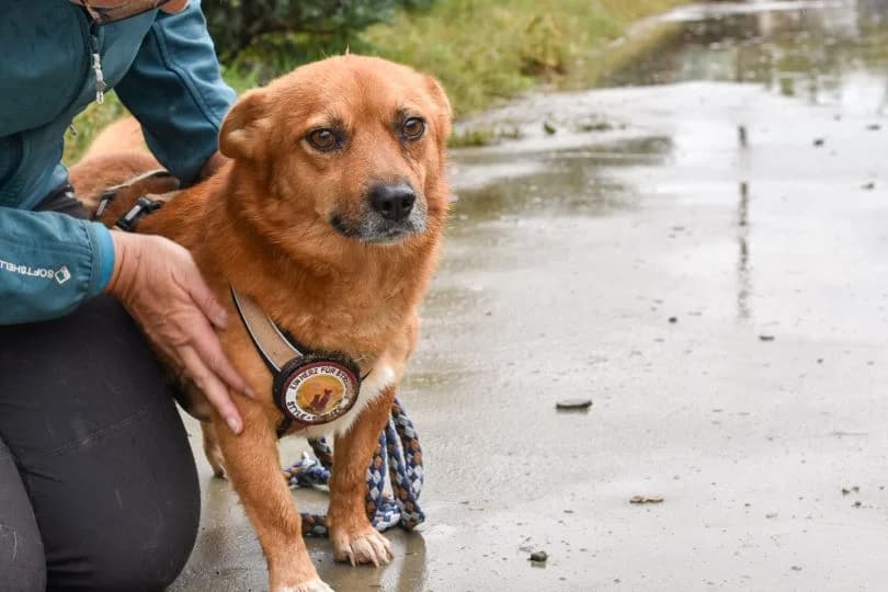 Pepp, male 6yo Mixed Breed for adoption at Ein Herz für Streuner e.V., München