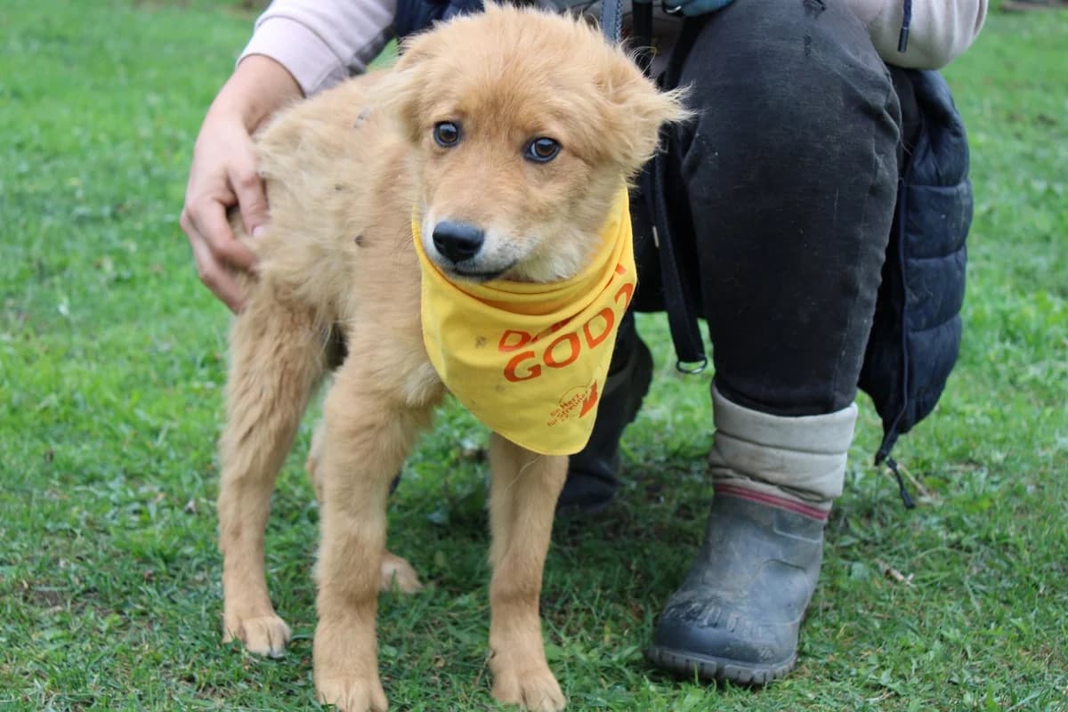 Peppa, female puppy Mixed Breed for adoption at Ein Herz für Streuner e.V., München