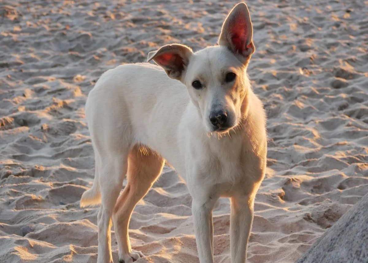 Peppa, female young Mixed Breed for adoption at Ein Herz für Streuner e.V., München