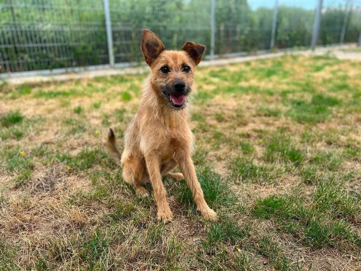 Peppa, female young Mixed Breed for adoption at Ein Herz für Streuner e.V., München
