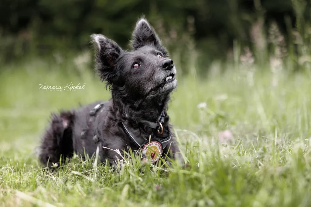 Pepper, gold male senior Mixed Breed for adoption at Ein Herz für Streuner e.V., München