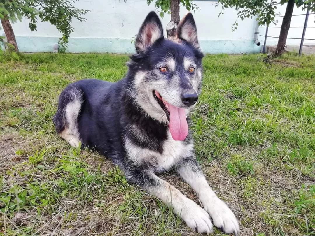Pepper, male senior Mixed Breed for adoption at Ein Herz für Streuner e.V., München
