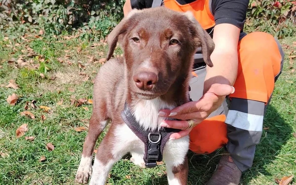 Peppermint Patty, hellbraun male puppy Mixed Breed for adoption at Ein Herz für Streuner e.V., München