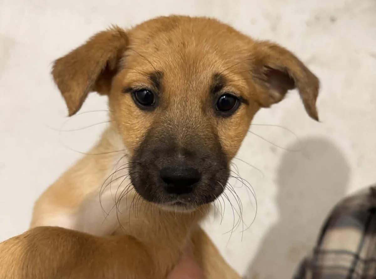Peppermint Patty, weiß female puppy Mixed Breed for adoption at Ein Herz für Streuner e.V., München