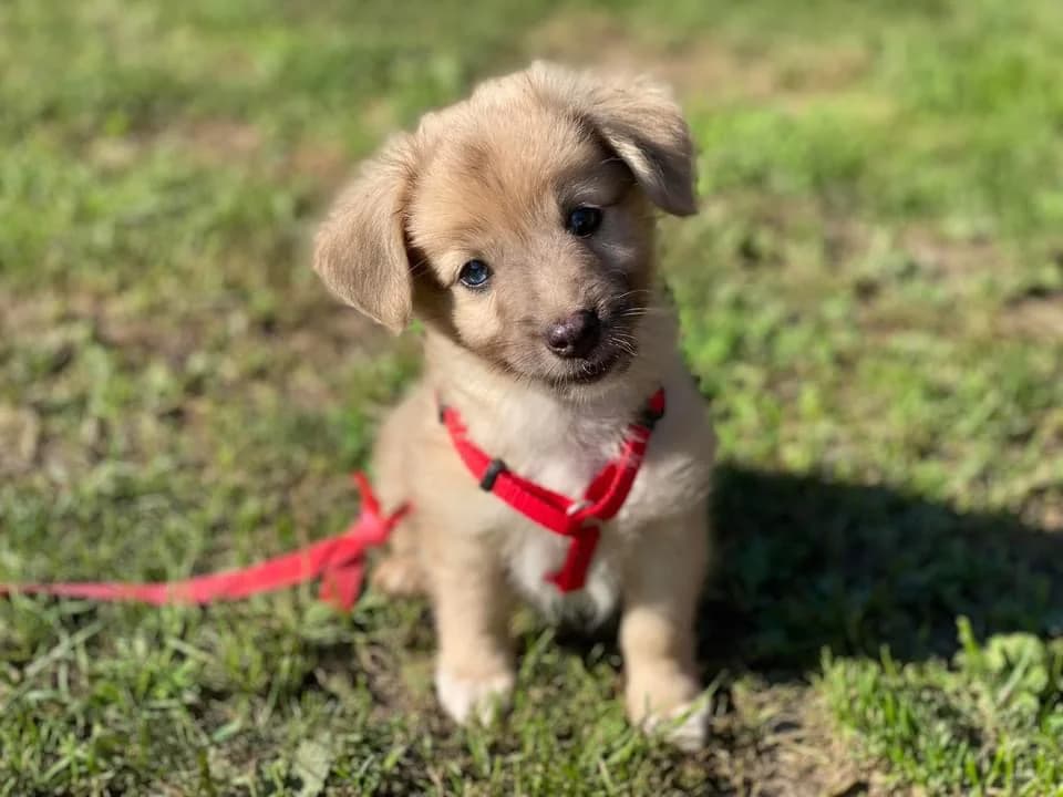 Peppi, male puppy Mixed Breed for adoption at Ein Herz für Streuner e.V., München