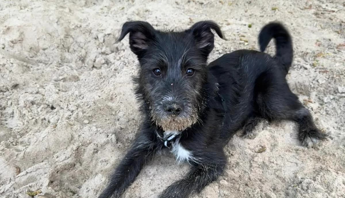 Peppi, sand male puppy Mixed Breed for adoption at Ein Herz für Streuner e.V., München