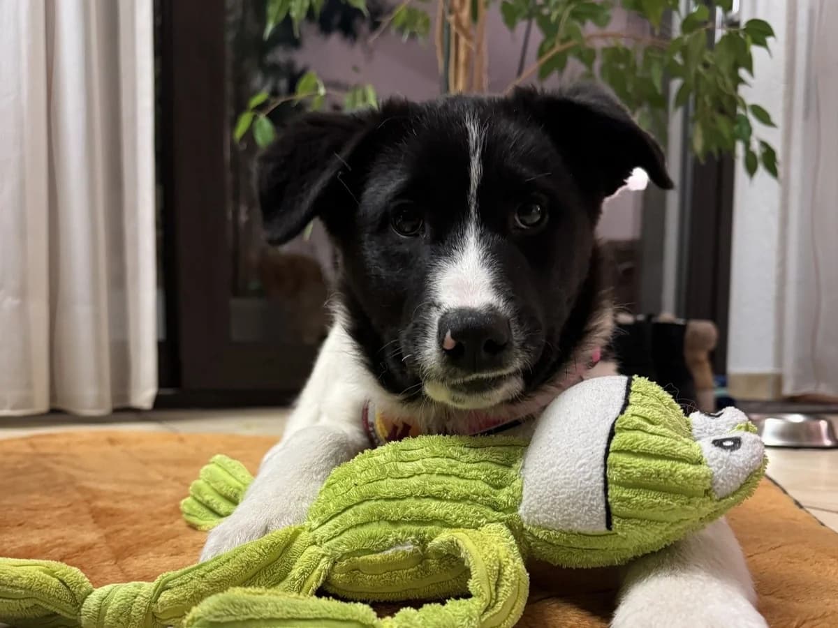 Peppi, schwarz male puppy Mixed Breed for adoption at Ein Herz für Streuner e.V., München