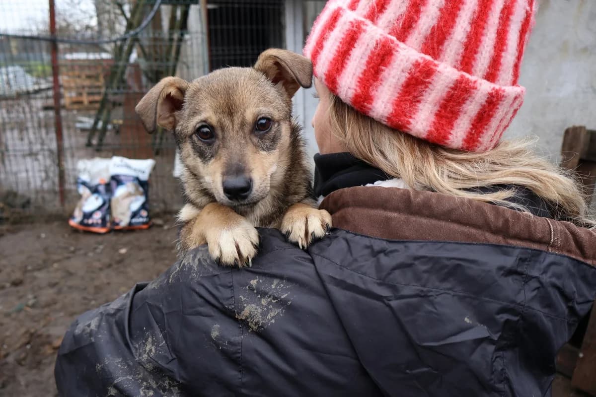 Peppie, female puppy Mixed Breed for adoption at Ein Herz für Streuner e.V., München