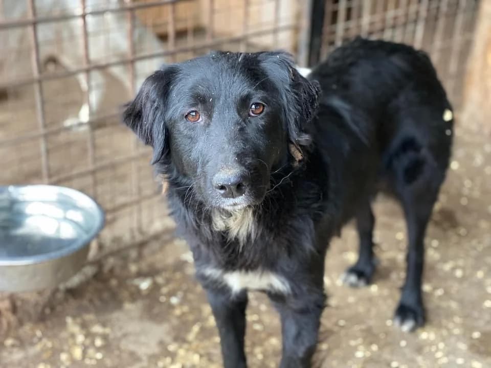 Peppina, schwarz female 3yo Mixed Breed for adoption at Ein Herz für Streuner e.V., München