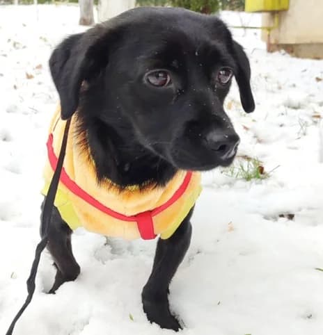 Pepples, female 3yo Mixed Breed for adoption at Ein Herz für Streuner e.V., München