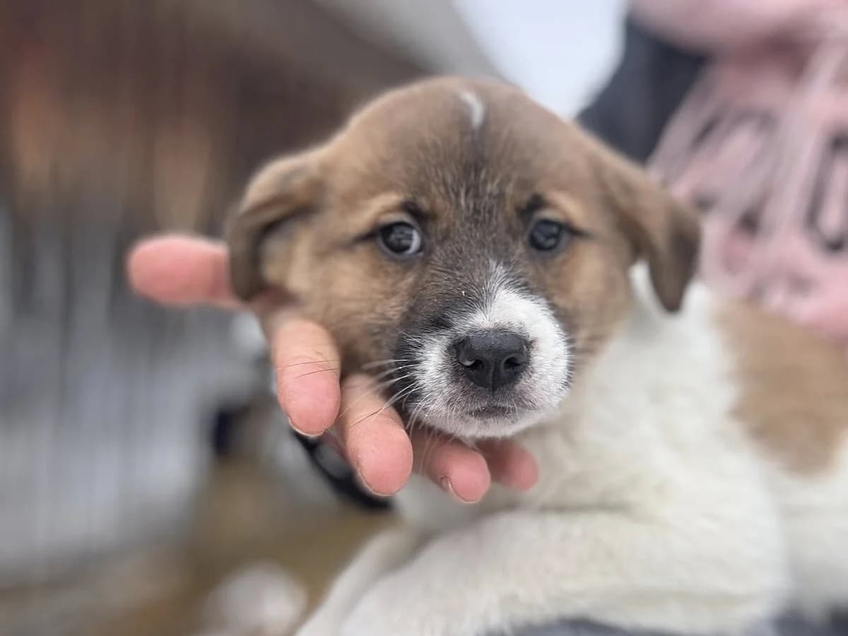 Pepples, female puppy Mixed Breed for adoption at Ein Herz für Streuner e.V., München
