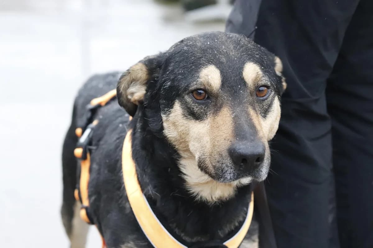Peppone, male senior Mixed Breed for adoption at Ein Herz für Streuner e.V., München