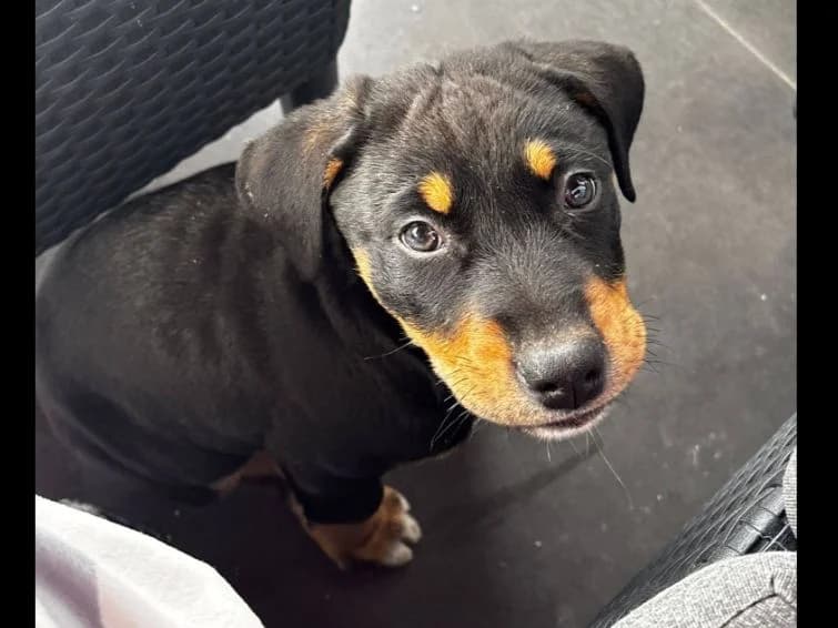 Peps, weiß male puppy Mixed Breed for adoption at Ein Herz für Streuner e.V., München