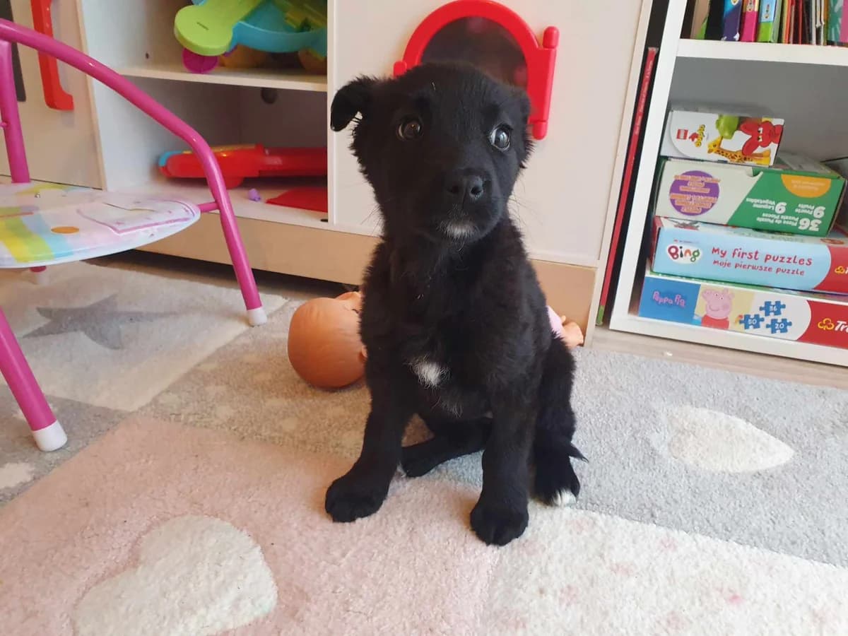 Pepsi, weiß female puppy Mixed Breed for adoption at Ein Herz für Streuner e.V., München