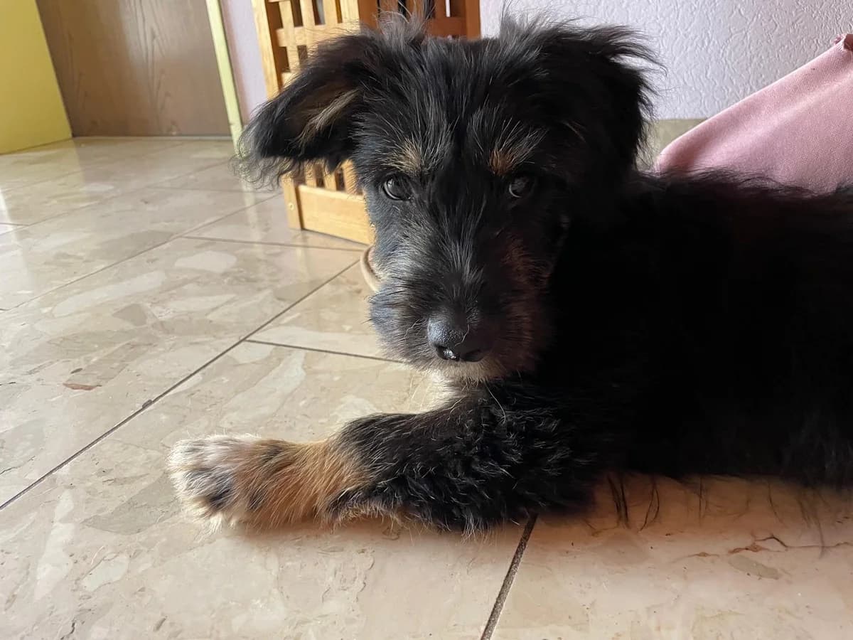 Pepsi, female puppy Mixed Breed for adoption at Ein Herz für Streuner e.V., München