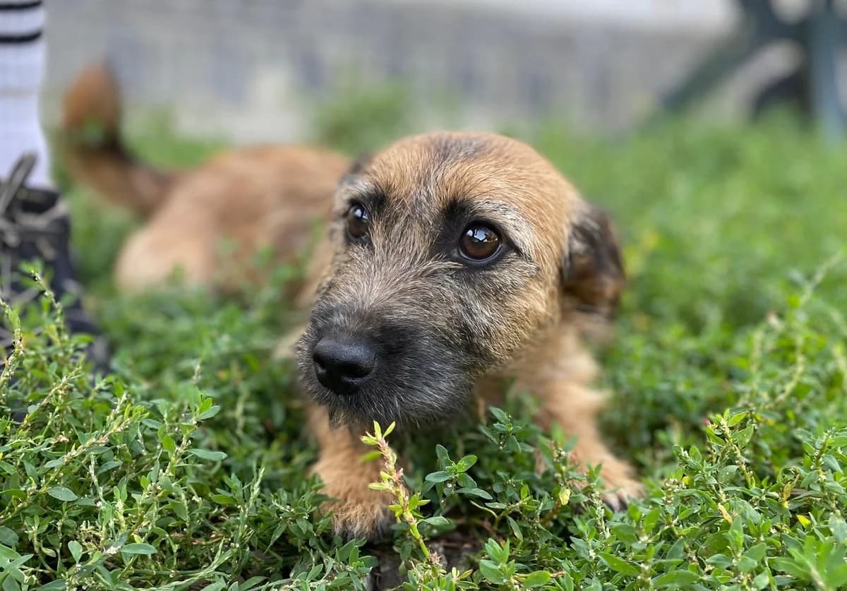 Pepsi, female puppy Mixed Breed for adoption at Ein Herz für Streuner e.V., München