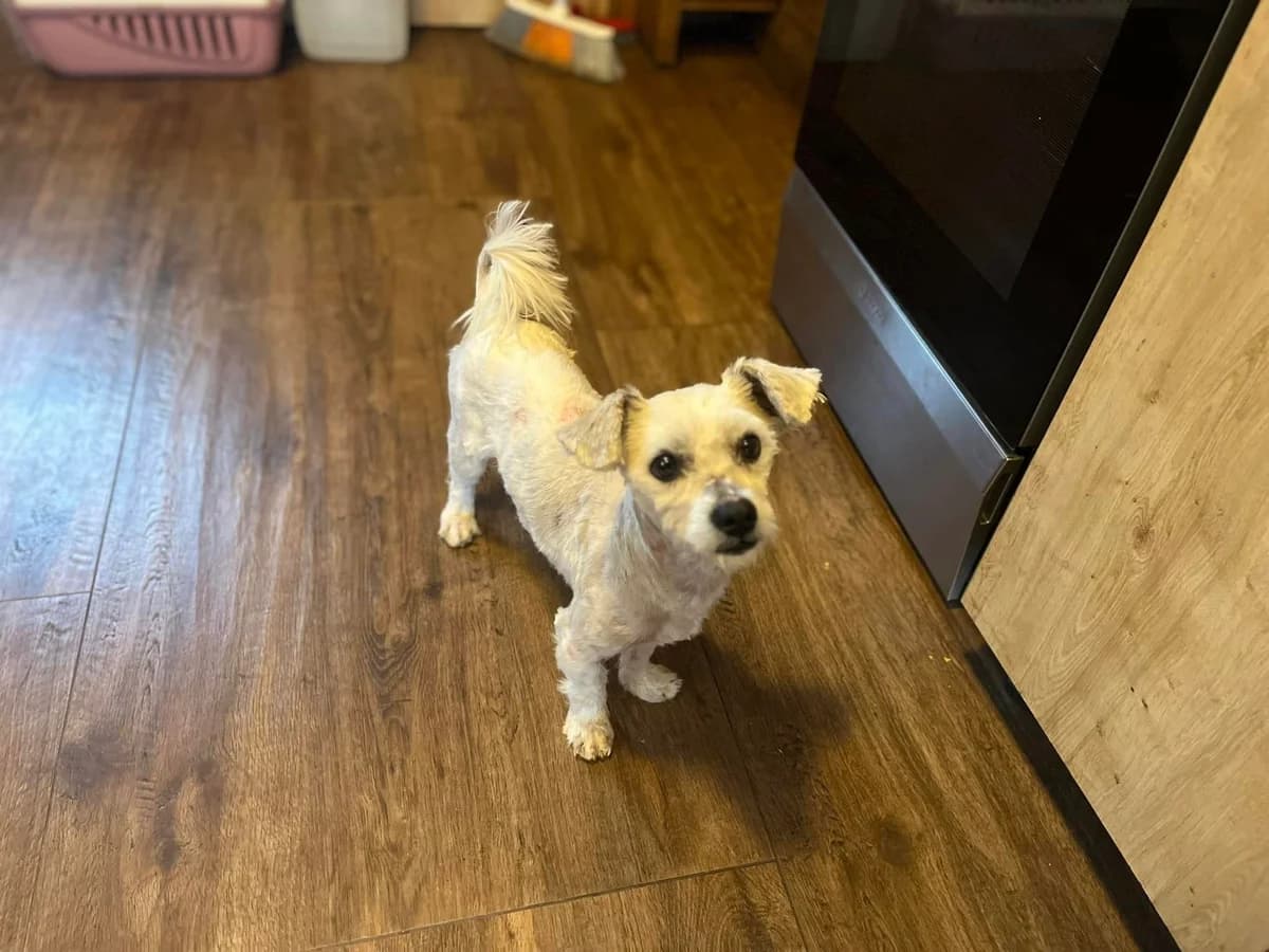 Percy, male 5yo Mixed Breed for adoption at Ein Herz für Streuner e.V., München